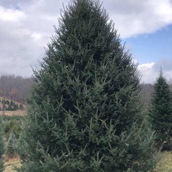 Raley's Tree Farms - Christmas Trees Near Me - Hinckley, Ohio Raley's Tree Farms - Christmas Trees Near Me - Hinckley, Ohio