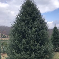 Raley's Tree Farms