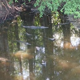 Gators just want to have sun, oh oh