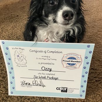 It's Not Magic Dog Training - Ozzy and his training certificate! - Pet Training Near Me It's Not Magic Dog Training - Ozzy and his training certificate! - Pet Training Near Me
