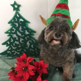 Merry Christmas from Reggie to Stephens animal Hospital Merry Christmas from Reggie to Stephens animal Hospital