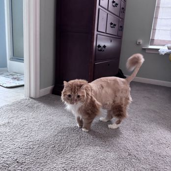 PetSmart - Pet Training Near Me - Waynesboro, Virginia
