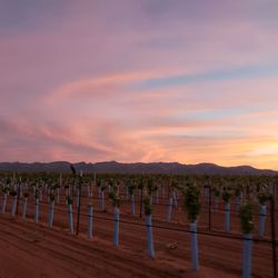 Hofmann Vineyards - Sunset at the ranch