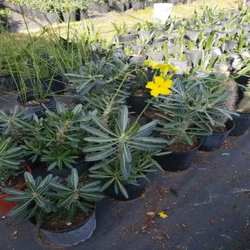 Santa Barbara Nursery