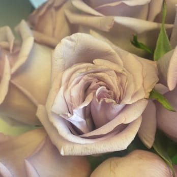 Gifford's Flowers - Just received flowers today and they are wilted and brown. - Florists Near Me - Portland, Oregon Gifford's Flowers - Just received flowers today and they are wilted and brown. - Florists Near Me - Portland, Oregon