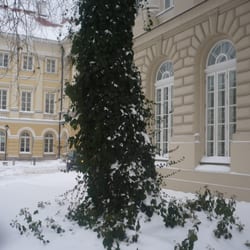 Uniwersytet Warszawski - Kampus - Zieleń nawet zimą
