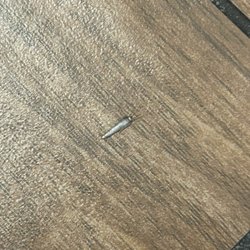 Comfort Inn Federal Way - Seattle - Silverfish bug