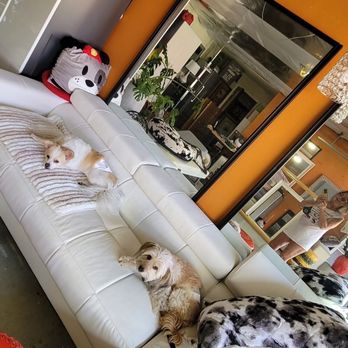 Kamp Kelly - Comfy sofa with friends - Pet Boarding Near Me - Desert Hot Springs, California