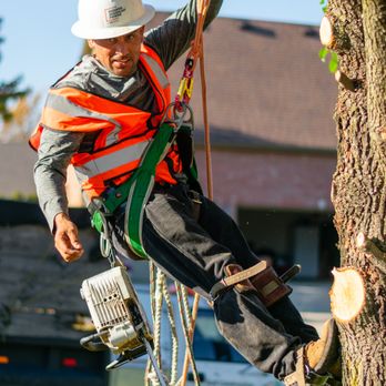 D And B Tree Services - Tree Services Near Me D And B Tree Services - Tree Services Near Me