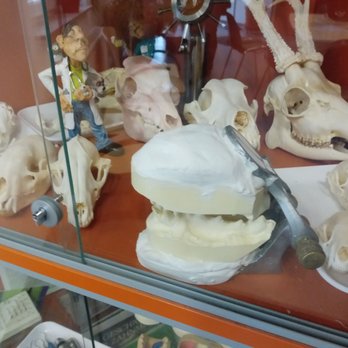 SmartVet - Veterinarians Near Me - Berlin, BE