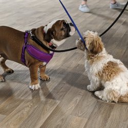 BFF Canine Obedience - Puppy play