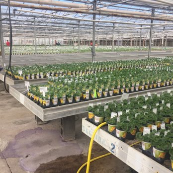 Altman Specialty Plant's - Geraniums by the boat load for spring!! - Nurseries & Gardening Near Me - Huntsville, Texas Altman Specialty Plant's - Geraniums by the boat load for spring!! - Nurseries & Gardening Near Me - Huntsville, Texas