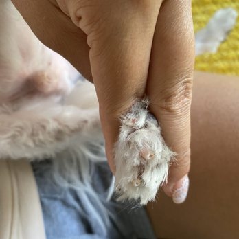 Classy Canine Grooming - Pet Groomers Near Me - Miami, Florida
