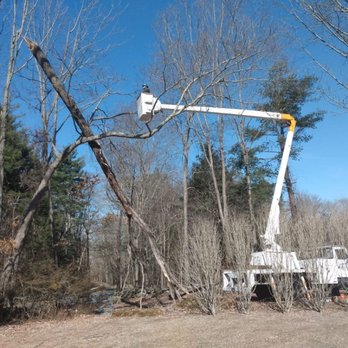Northeast Tree - This 75 ft storm damage hickory tree snapped at the base and lodged in an adjacent oak . - Tree Services Near Me - Canterbury, Connecticut Northeast Tree - This 75 ft storm damage hickory tree snapped at the base and lodged in an adjacent oak . - Tree Services Near Me - Canterbury, Connecticut