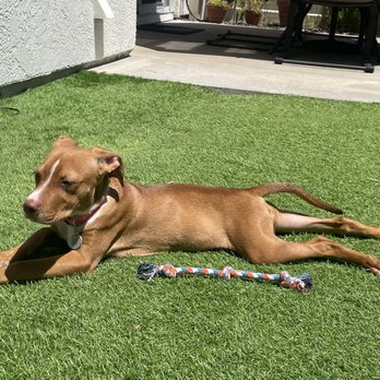 Amazing Dogs Rescue - Puppy - Pet Adoption Near Me - San Diego, California Amazing Dogs Rescue - Puppy - Pet Adoption Near Me - San Diego, California