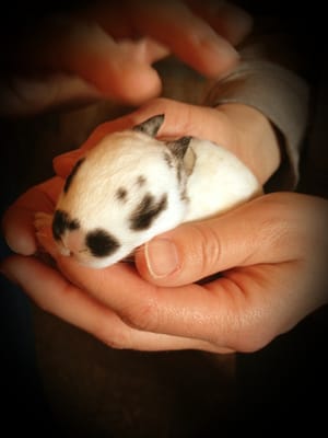 Grandpa Tiny's Farm by null