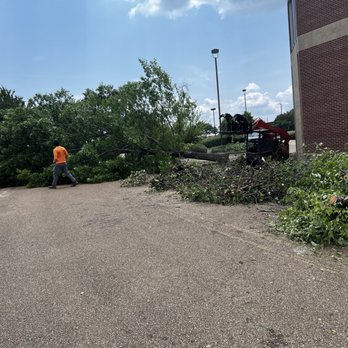 Carr’S Tree Removal & Landscaping - Cutting tree down - Landscaping Near Me Carr’S Tree Removal & Landscaping - Cutting tree down - Landscaping Near Me