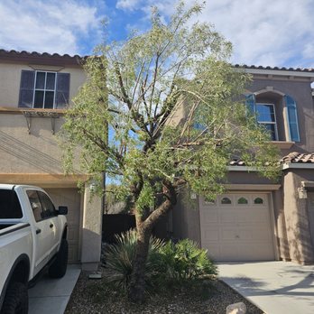 Treepro - Front trees were trimmed, thinned, and shaped. - Tree Services Near Me - Las Vegas, Nevada Treepro - Front trees were trimmed, thinned, and shaped. - Tree Services Near Me - Las Vegas, Nevada