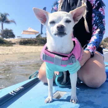 SUP Pups - Paddleboarding Near Me - San Diego, California SUP Pups - Paddleboarding Near Me - San Diego, California