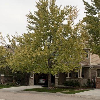 Thompson's Tree Service - After - Tree Services Near Me Thompson's Tree Service - After - Tree Services Near Me