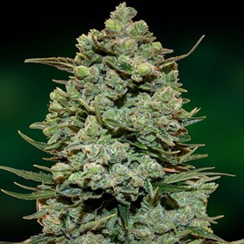 OG Hydroponics and Delivery - Hydroponics Near Me OG Hydroponics and Delivery - Hydroponics Near Me