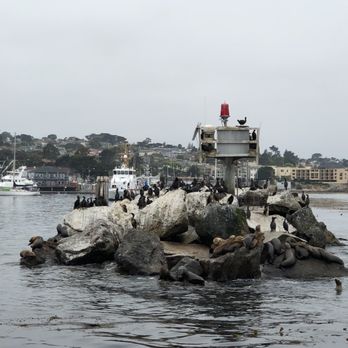 Discovery Whale Watch - Whale Watching Tours Near Me - Monterey, California Discovery Whale Watch - Whale Watching Tours Near Me - Monterey, California