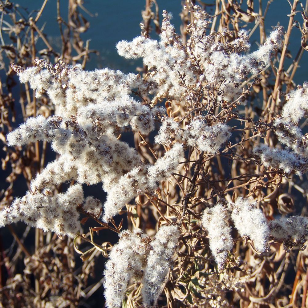 Mill Pond Park - Fall seed's bloom - Parks Near Me - Richmond Hill, Ontario Mill Pond Park - Fall seed's bloom - Parks Near Me - Richmond Hill, Ontario