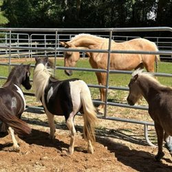 Mending Strides Ranch