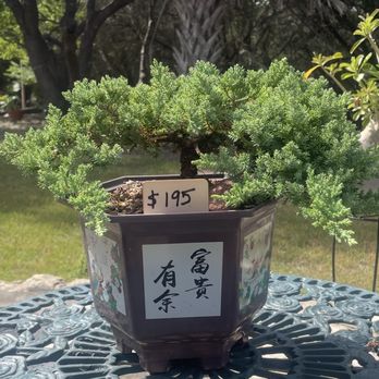BONSAI SAN ANTONIO - Updated June 2026 - 18 Photos - San Antonio, Texas -  Nurseries & Gardening - Phone Number - Yelp