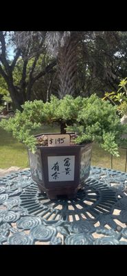 dracaena marginata outside Dracaena Marginata