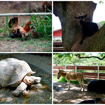 Kualoa Ranch - Animals on the Ranch - Tours Near Me - Kaneohe, Hawaii Kualoa Ranch - Animals on the Ranch - Tours Near Me - Kaneohe, Hawaii