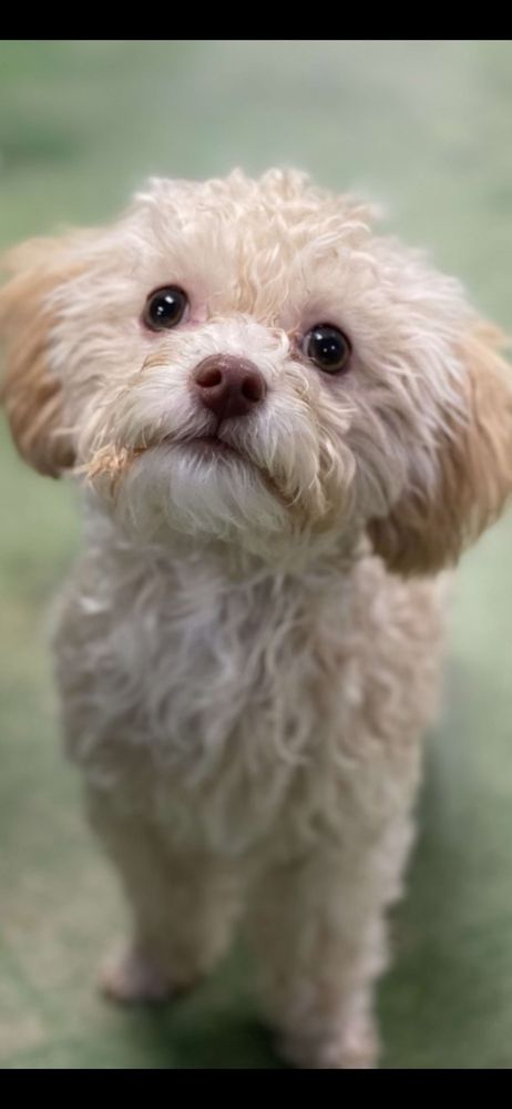 Lake Hamilton & Hot Springs Animal Hospitals