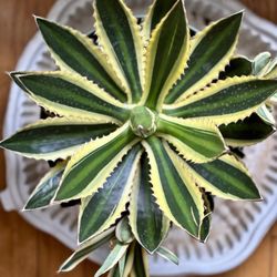 Plant Shop Chicago - Agave lophantha Quadricolor