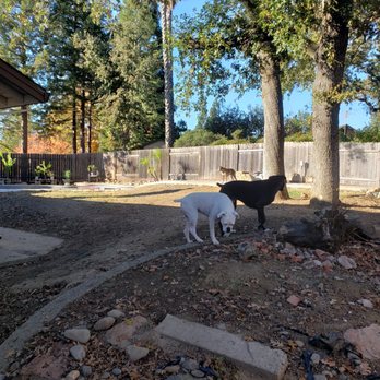 Clear Cut Landscaping - two dogs in a backyard - Irrigation Near Me