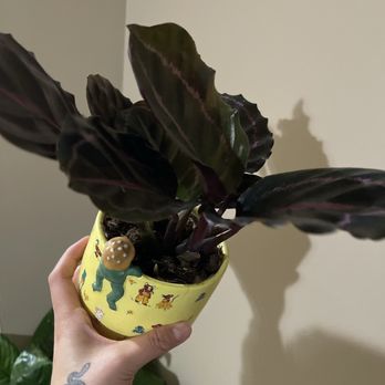 Armstrong Garden Centers - Nurseries & Gardening Near Me - Long Beach, California