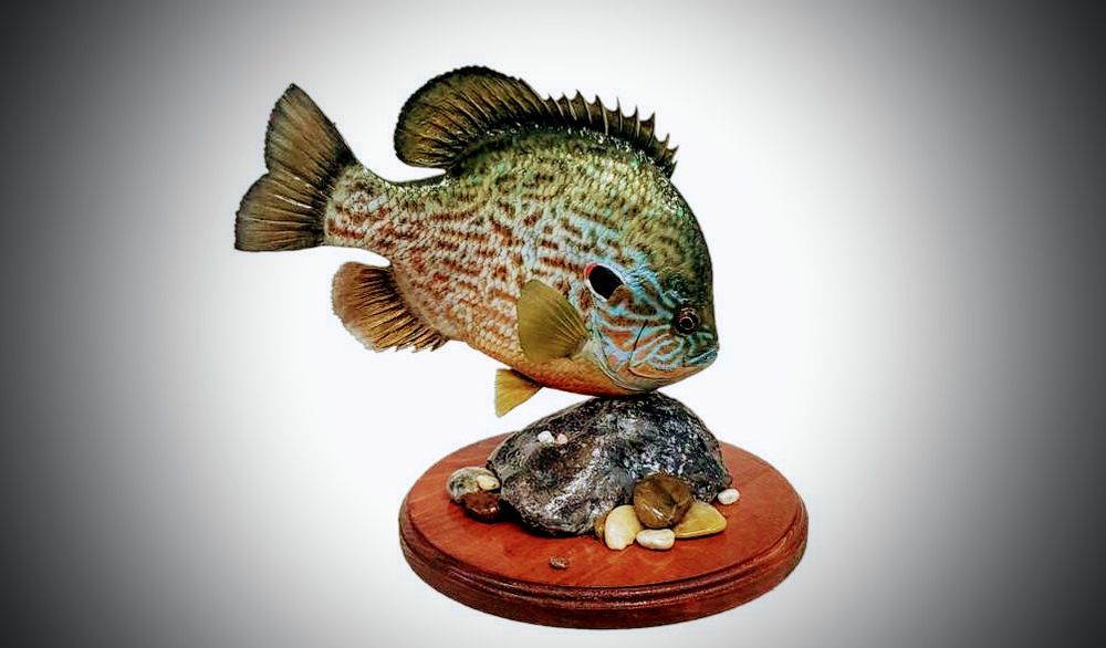 Fish by Bill - taxidermy in Ithaca, NY