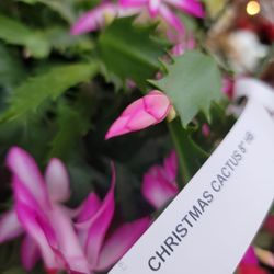 Tallahassee Nurseries Inc