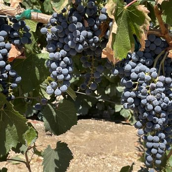 Rava Wines - Vineyard - Wine Tasting Room Near Me - Paso Robles, California Rava Wines - Vineyard - Wine Tasting Room Near Me - Paso Robles, California