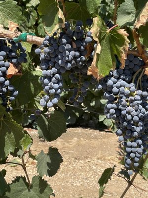Rava Wines by null