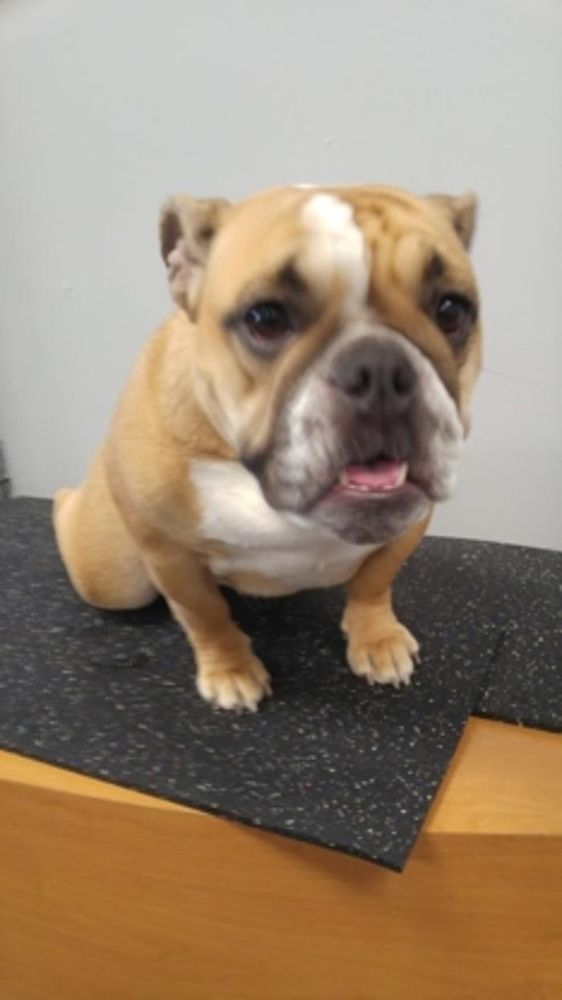 PET STYLES Updated August 2024 68 Photos & 10 Reviews 860 Browns