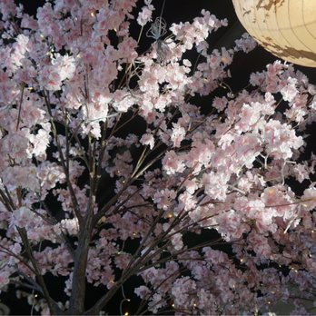 Sakura Sushi - I love the vibe here! - Sushi Bars Near Me - Temecula, California Sakura Sushi - I love the vibe here! - Sushi Bars Near Me - Temecula, California