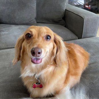The Gentle Spaw - Pet Groomers Near Me