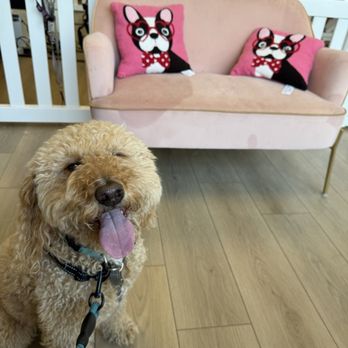 Posh Paws Pet Spa - [before] Pixel loves it here! - Pet Groomers Near Me - Ladera Ranch, California