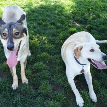 Daggie's Doggie Care - Denver and Wrigley taking a break at the dog park - Dog Walkers Near Me Daggie's Doggie Care - Denver and Wrigley taking a break at the dog park - Dog Walkers Near Me