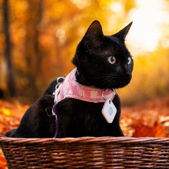 The Game Chest - In recognition of National Cat Day, Lilith the black cat and her companions are associated with the business and have been pa... - Toy Stores Near Me - Torrance, California The Game Chest - In recognition of National Cat Day, Lilith the black cat and her companions are associated with the business and have been pa... - Toy Stores Near Me - Torrance, California