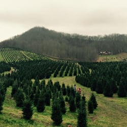 Christmas Trees In Saluda Yelp