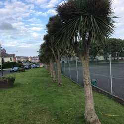 Onchan Park - Manx palm trees in front of the Onchan Park tennis courts.