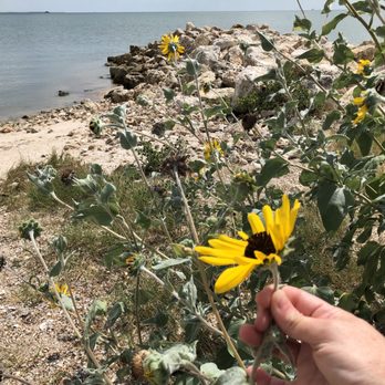 Magnolia Beach - Wildflowers on the beach - Beaches Near Me - Port Lavaca, Texas Magnolia Beach - Wildflowers on the beach - Beaches Near Me - Port Lavaca, Texas