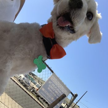 Wow Doggy Pet Salon - Moonn - Pet Groomers Near Me - Gardena, California