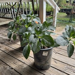 Bald Mountain Nursery